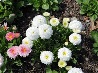 Flowers, Canberra, Australian Capital Territory - 5